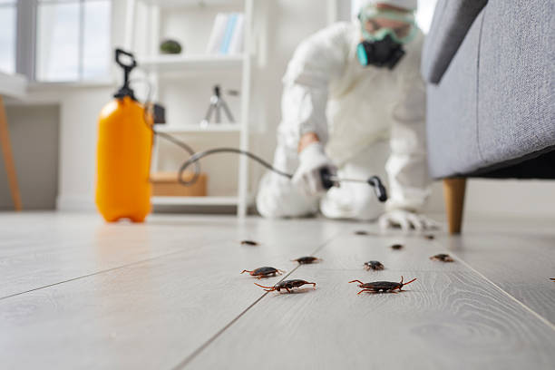 Commercial Kitchen Cockroach Control in White Mountain Lake